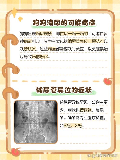 狗狗拉尿一滴一滴的是什么病?