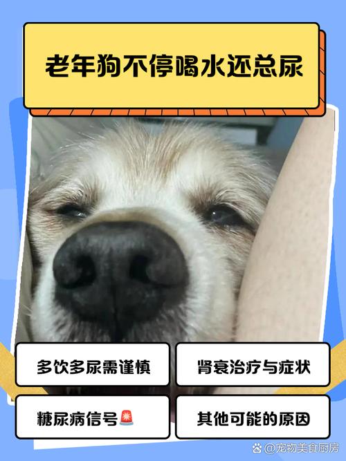 狗狗滴尿是怎么回事啊