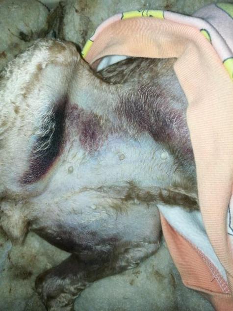 狗狗皮下忽然有好多淤血