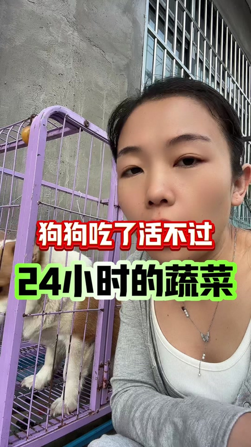 狗狗皮下出血和紫癜的区别