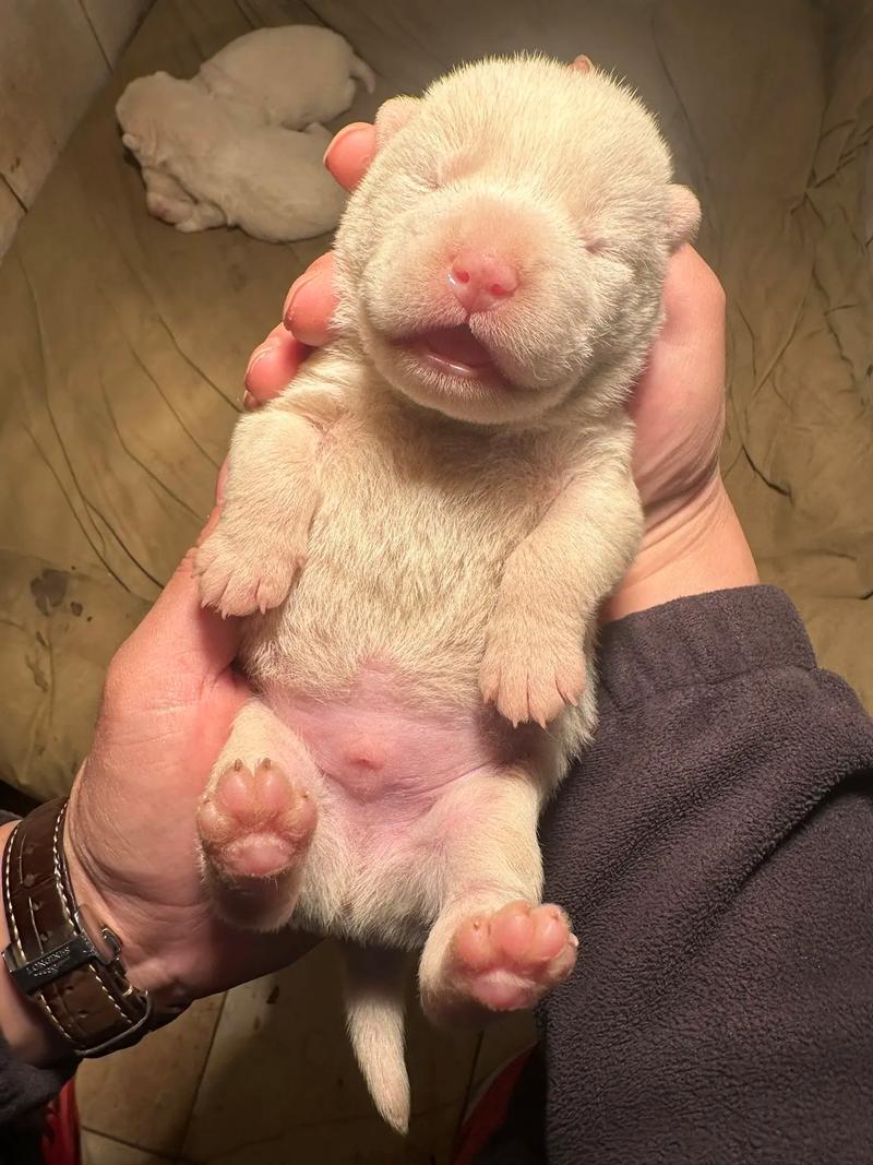 狗狗多长时间下崽啊