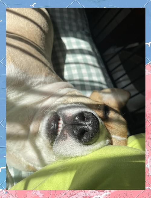 狗狗从配狗那天算多久下崽