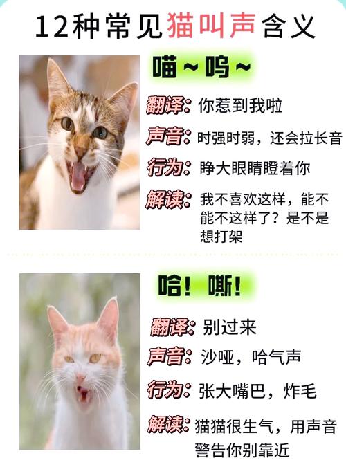 猫咪的10种叫唤语言