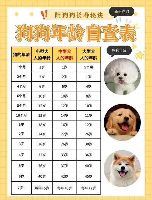 一个养了八年的狗还能活几年,怎样才能让狗狗活的更久呢?