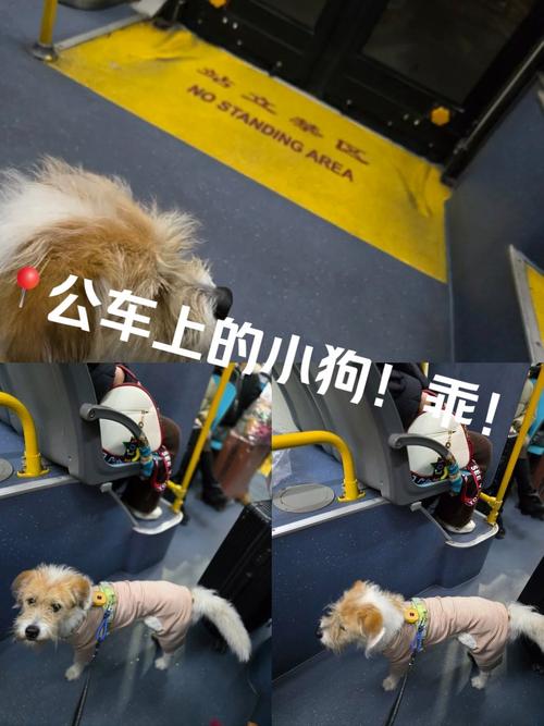 小狗装包里能上公车吗