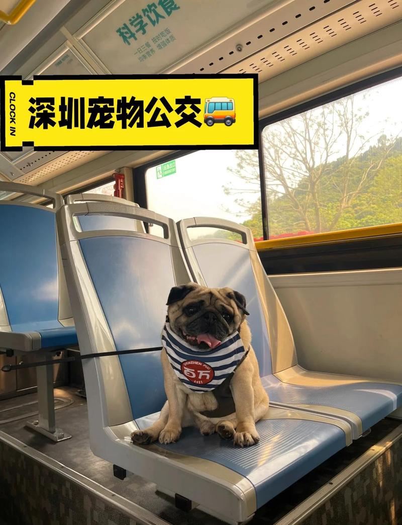狗狗可以坐公交车吗