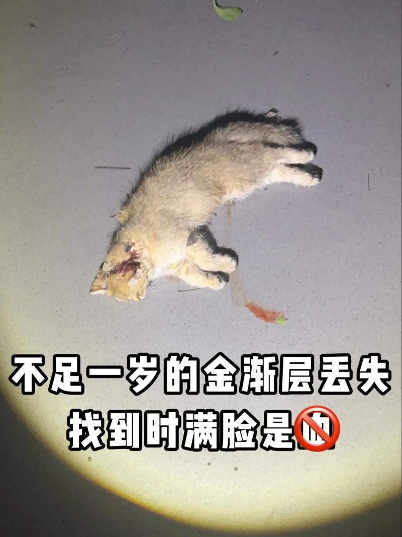 虎斑猫抓人咬人的原因及处理方法