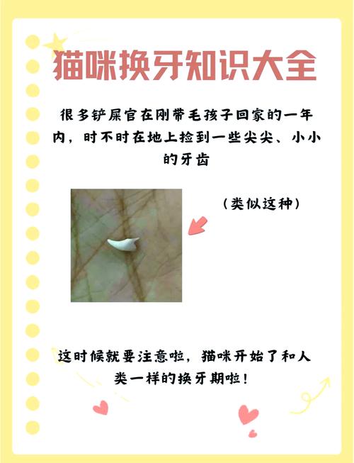 猫咪换牙期间应该注意什么
