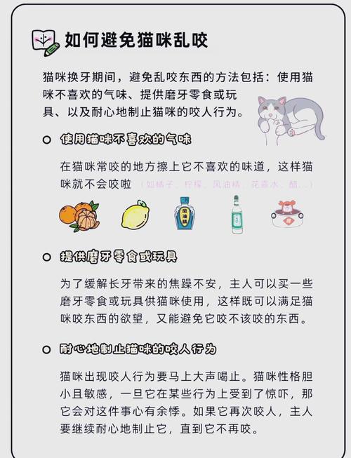 猫猫换牙时要注意什么