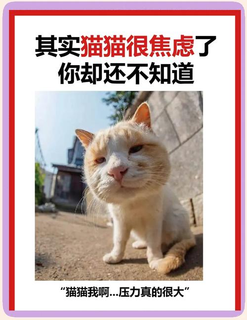 猫咪焦虑的表现有哪些?