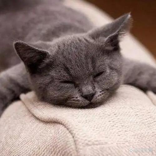 主人多久不回家猫开始焦虑?科学解读猫咪焦虑时间线