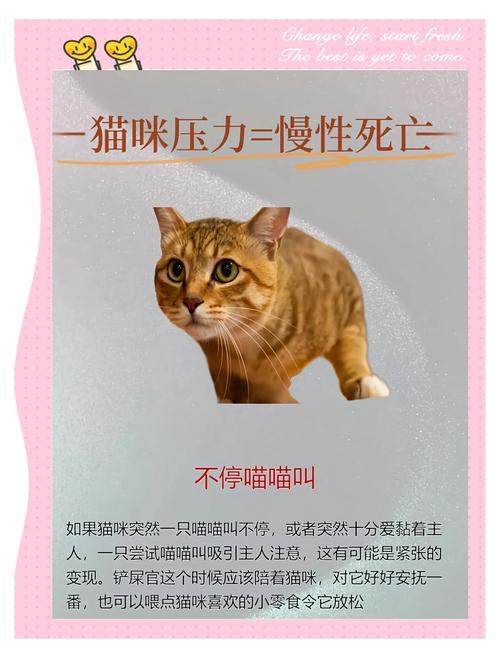 猫咪情绪变化有哪些表现?