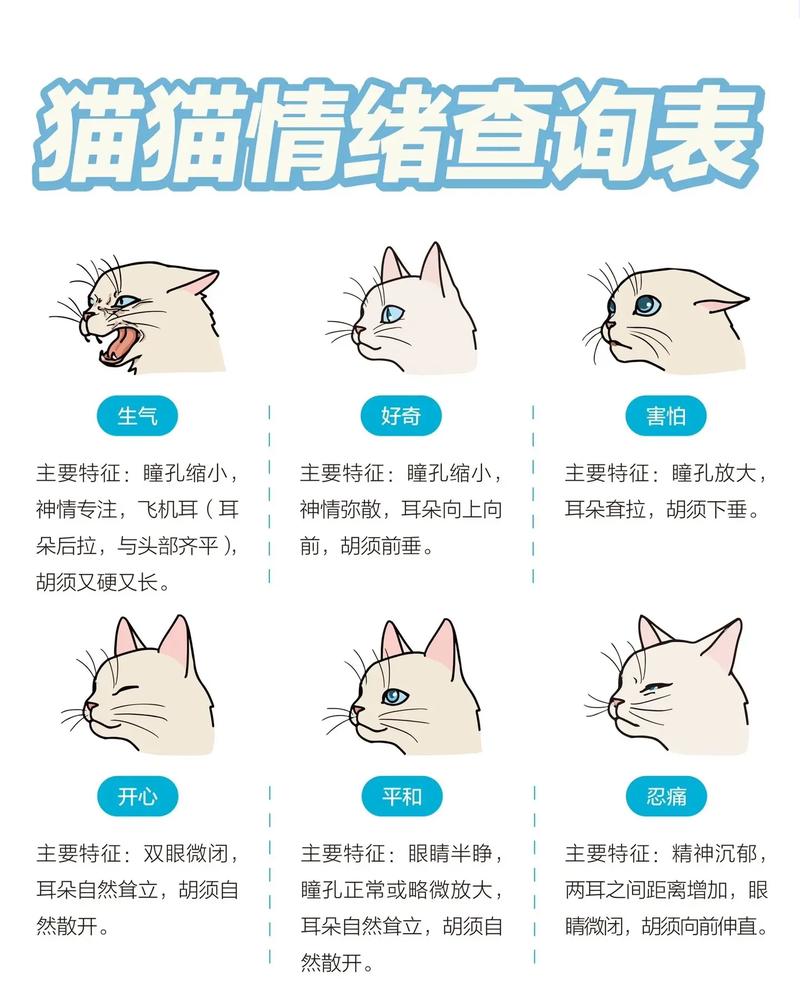 宠物猫精神忧郁时的表现
