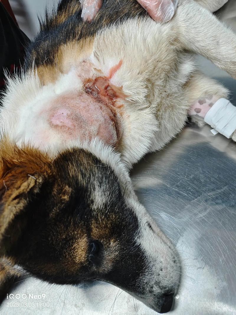 狗狗被咬伤了伤口有点化脓怎么办