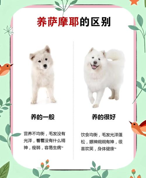 萨摩耶犬能吃煮熟的肉皮么