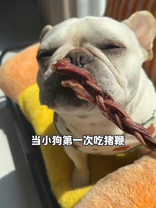 狗狗能吃生肉皮吗