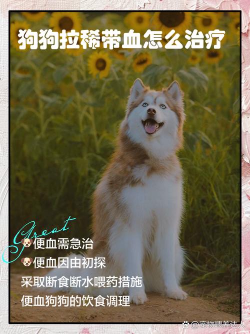 狗拉肚子带血怎么回事