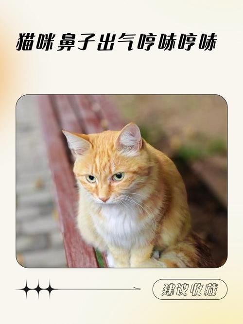 猫咪为什么总是呼哧呼哧?说说猫鼻子不通气的几种情况