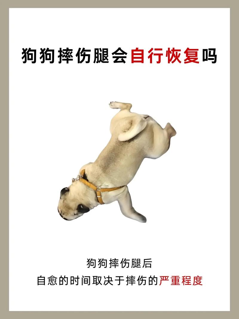 狗狗腿突然瘸了不落地能自愈吗,狗狗的腿瘸了自己能好吗