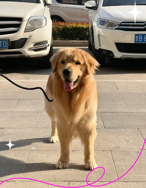 我家金毛狗得了肠胃炎可以喝穿心莲吗?