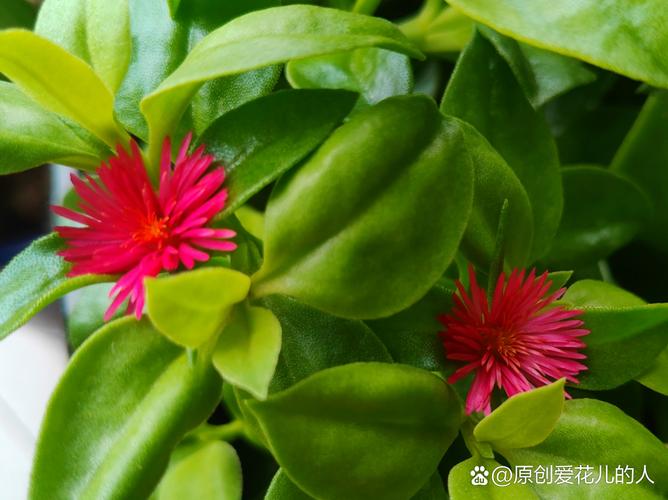 狗狗吃什么药去火