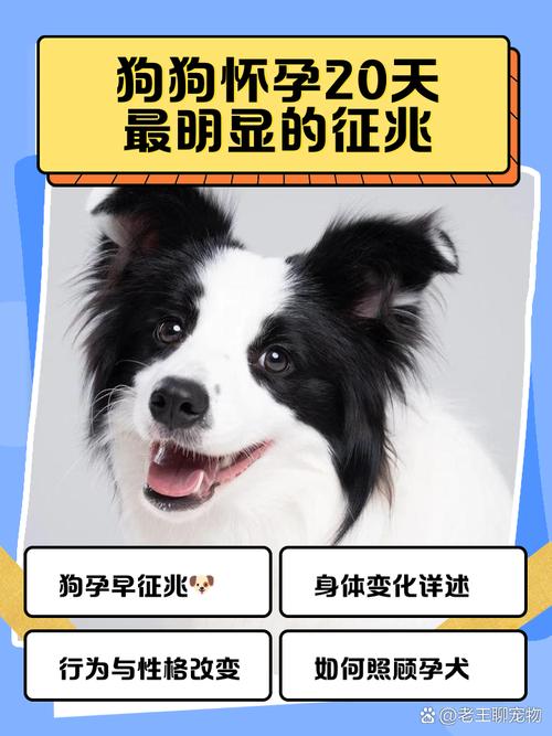 狗狗怀孕20天最明显的征兆