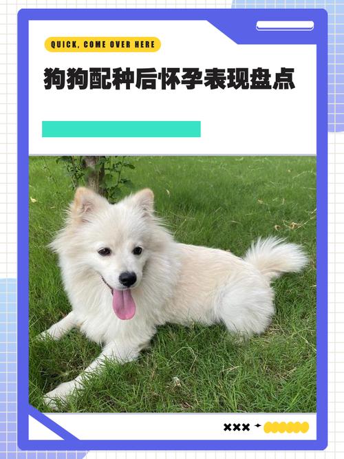 狗配完十二天了能看出来怀孕吗