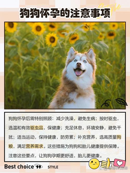 怎么判断狗狗怀孕了