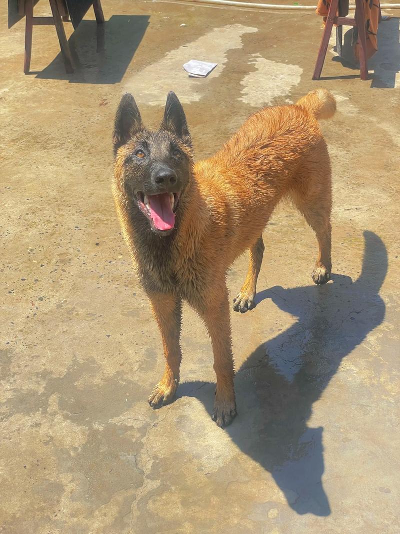 七个月的狗狗是多少岁