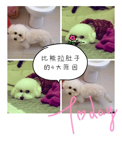 狗狗拉肚子必须禁食24小时吗