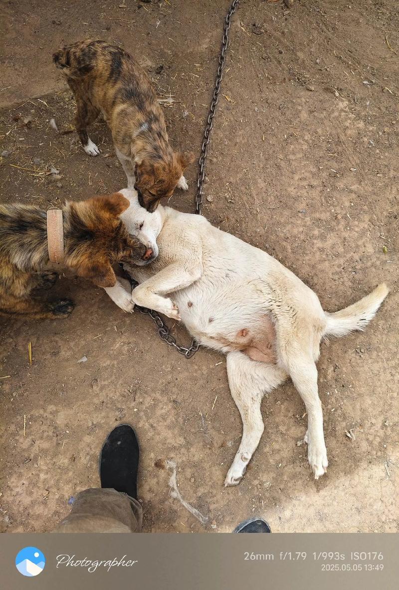 狗狗怀孕多久生宝宝