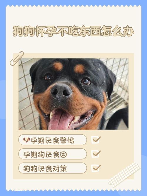 狗狗怀孕不吃东西怎么办