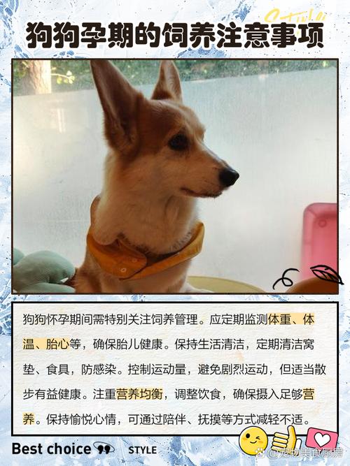 狗狗怀孕一个月不吃狗粮怎么办