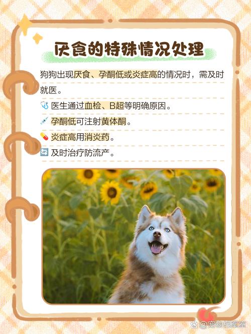 狗狗怀孕不吃东西持续几天