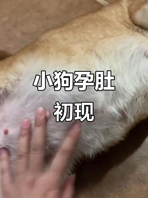 狗狗怀孕为什么不吃食