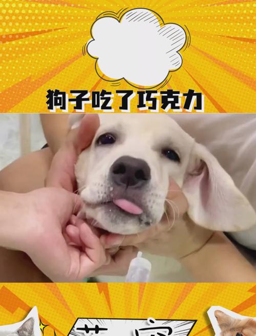 狗吃了巧克力多久算没事了