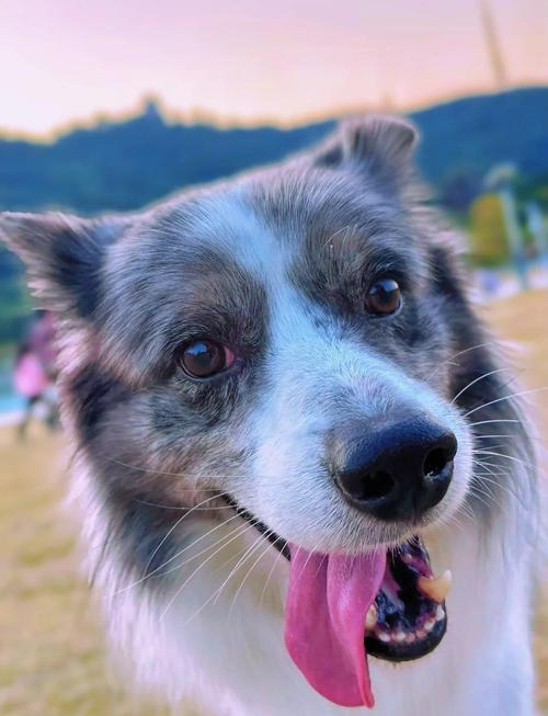 狗狗可以吃油奈吗