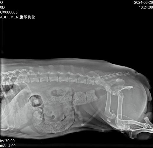 我家狗狗是否肠梗阻了呢?