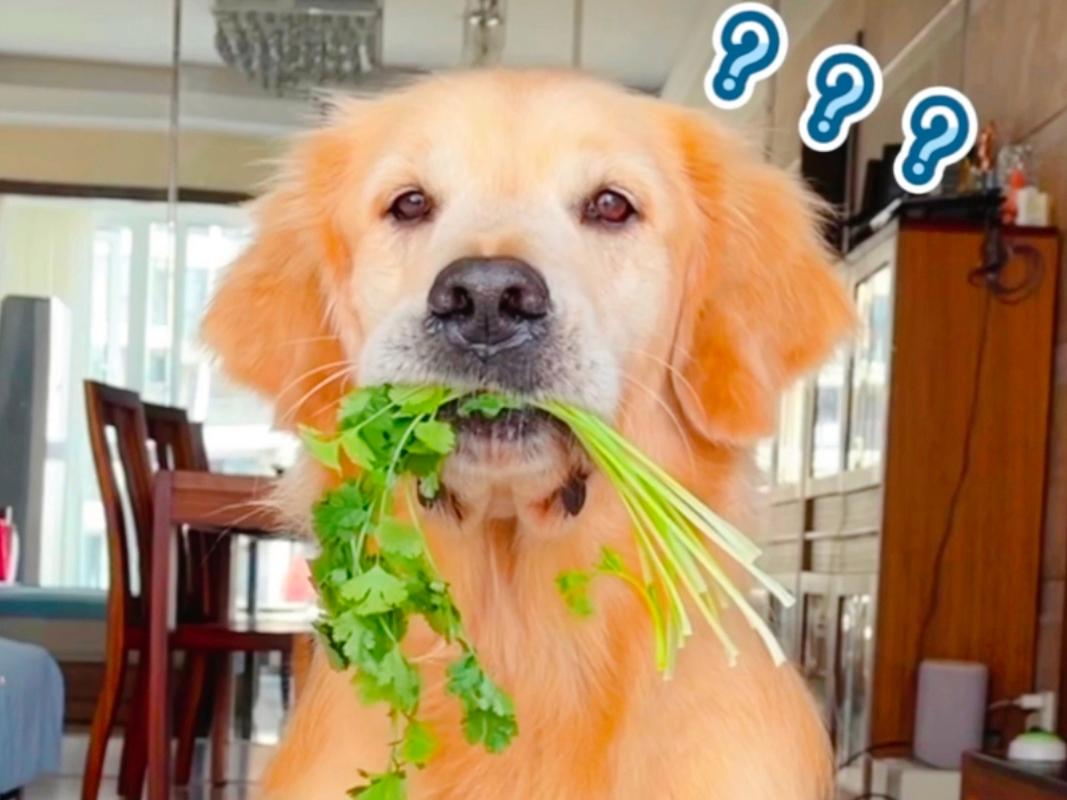 狗狗能吃布林吗