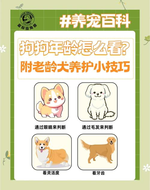 狗狗的年龄怎么算