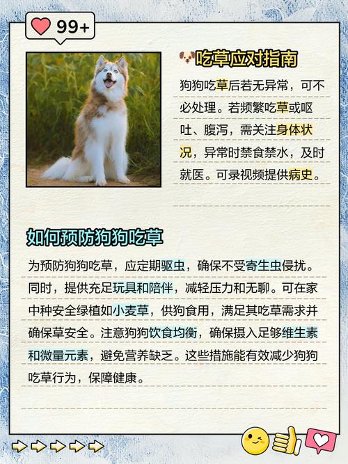 狗狗为什么会吃草呕吐黄沫