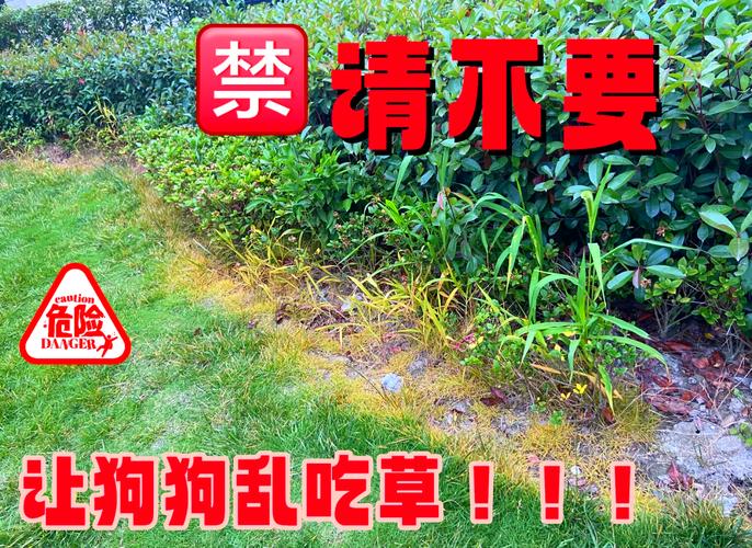 昨天狗狗在外面吃了点草,然后就开始吐,也不吃也不喝,今天也不吃,只是喝...