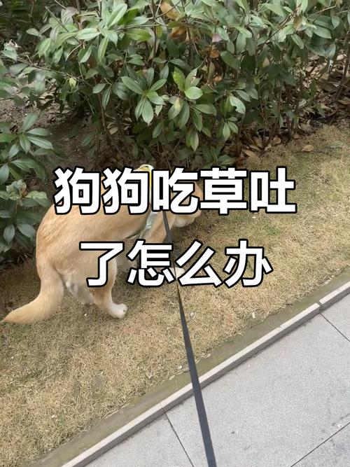 狗狗吃草催吐