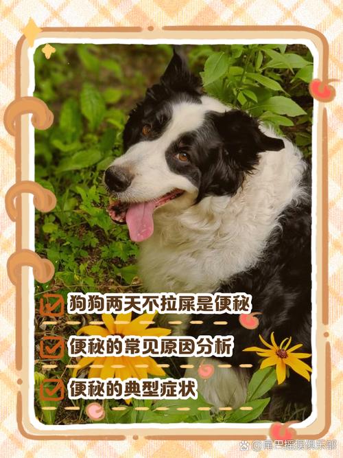 狗狗拉肚子吃药了,结果三天不拉了