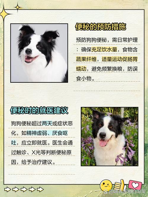 狗狗三天没拉屎但排尿