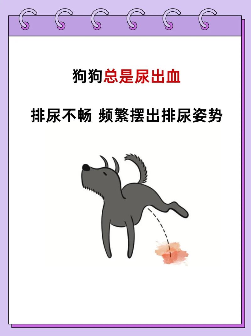狗狗尿不出来每次几滴