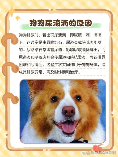 小狗想尿又尿不出来怎么回事儿