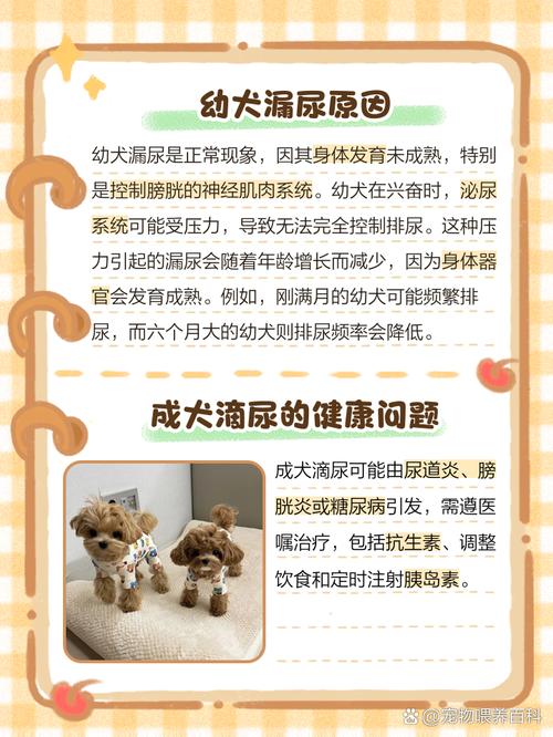 狗狗尿不出来每次几滴还不吃车西会死吗