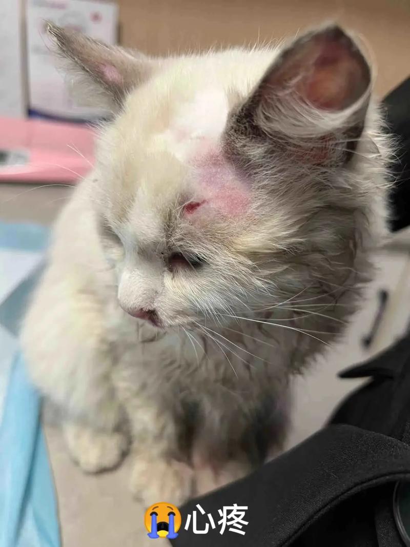 小猫肺出血的成活率