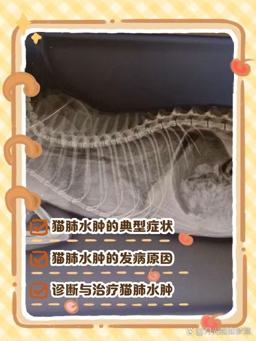 猫肺出血能自愈吗